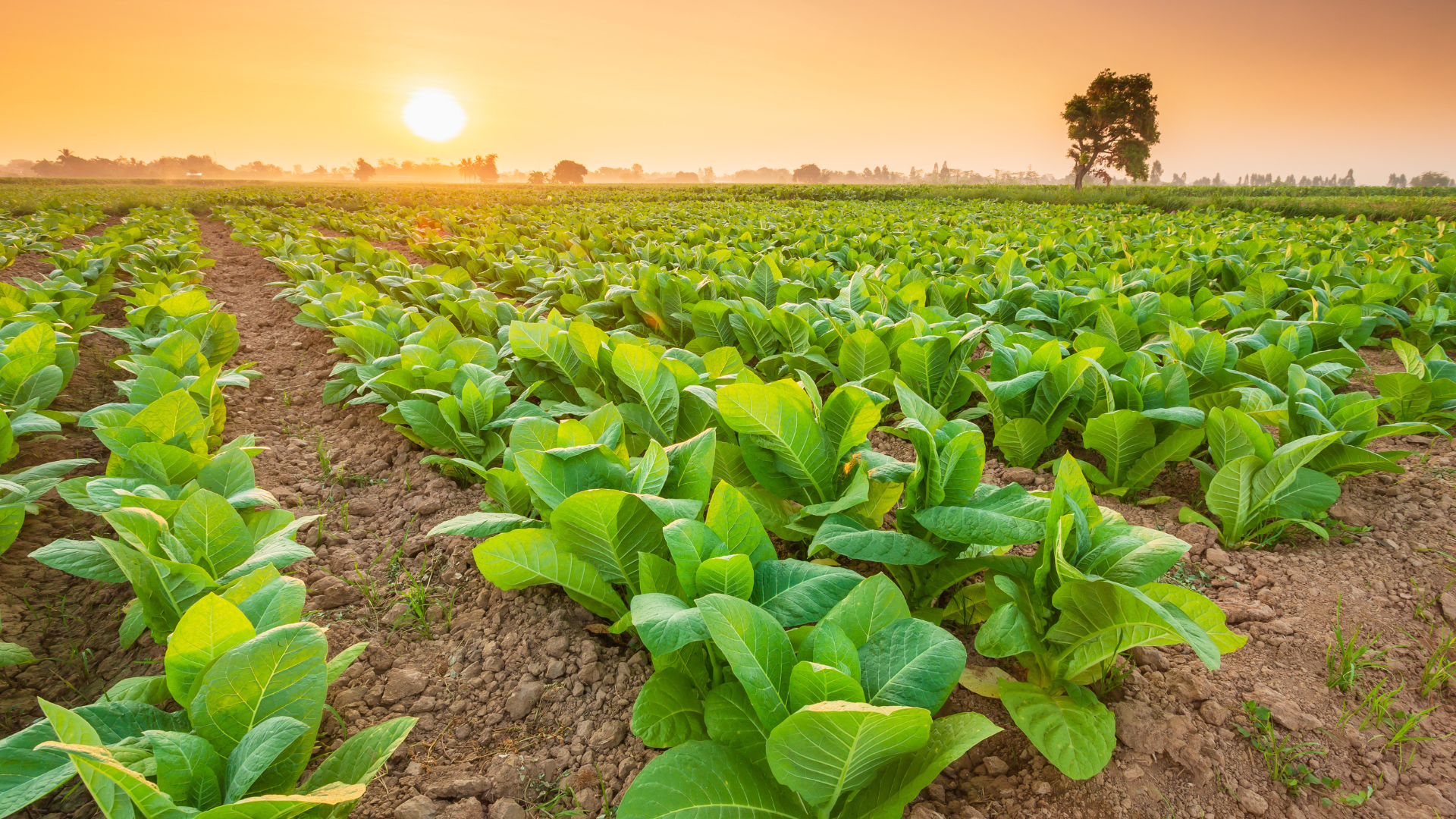 Wie entsteht eine Zigarre?
